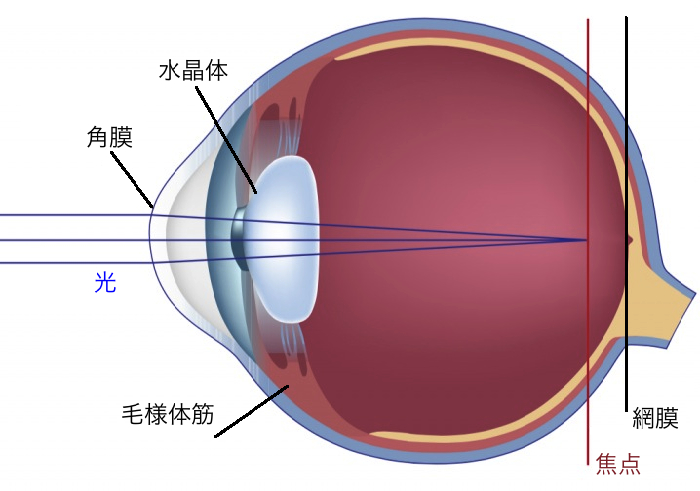 近視とは？