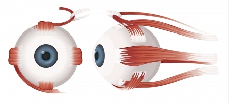 外眼筋の機能を回復して近視を治す方法